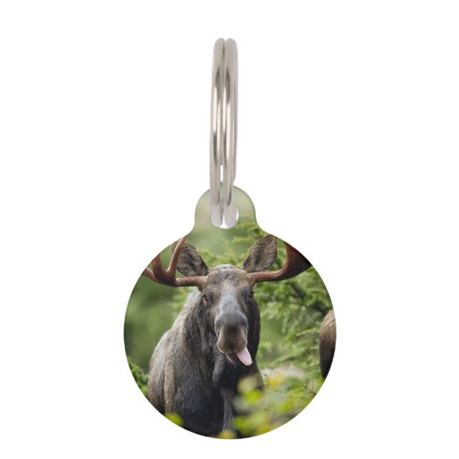 Médaillon Pour Animaux Orignaux drôles de Taureau (Devant)