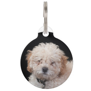 Médaillon Pour Animaux Poodle