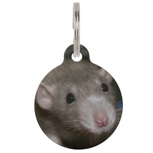 Médaillon Pour Animaux Rat curieux