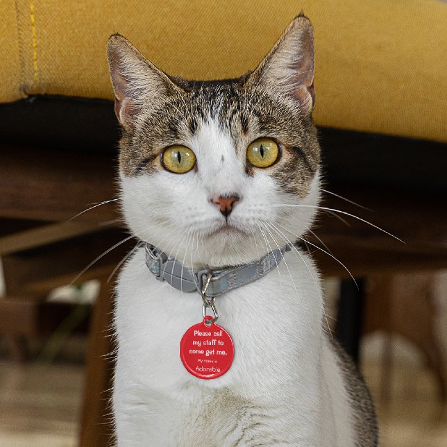 Médaillon Pour Animaux Red Cat, Kitten Balise perdue, Petite balise d'ID  (Créateur téléchargé)