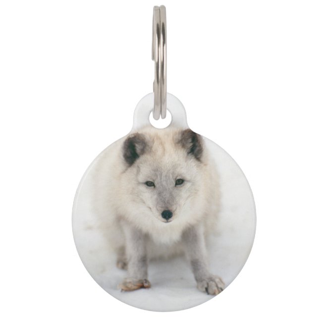 Médaillon Pour Animaux Renard arctique (Devant)