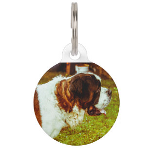 Médaillon Pour Animaux Saint Bernard Dog.