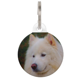 Médaillon Pour Animaux Samoyed Husky Dog.