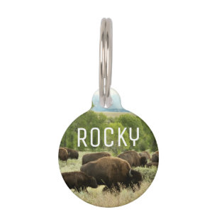 Médaillon Pour Animaux Wyoming Bison Nature Animal Photographie