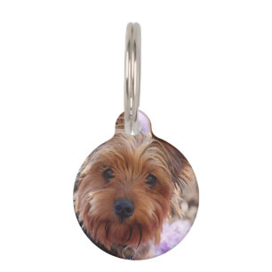 Médaillon Pour Animaux Yorkshire Terrier