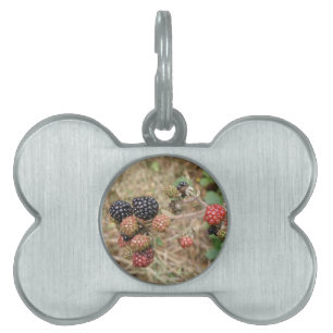 Médaillons Pour Animaux Domestiques Balise Blackberry Bonanza Pet