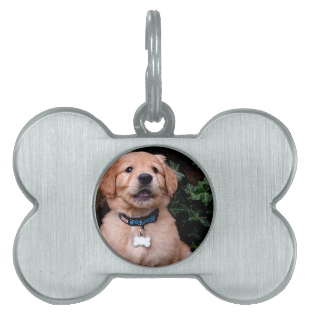 Médaillons Pour Animaux Domestiques Chiot Golden Retriever (Devant)