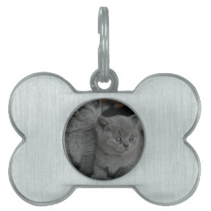 Médaillons Pour Animaux Domestiques jeune chaton animal purr meow kitty chatte chatte 
