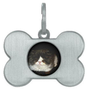 Médaillons Pour Animaux Domestiques Kitten noir et blanc