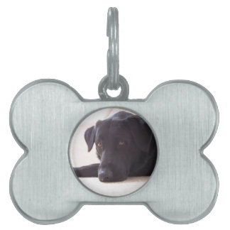Médaillons Pour Animaux Domestiques labrador retriever