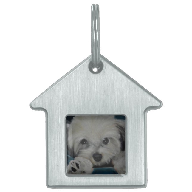 Médaillons Pour Animaux Domestiques Le Havanese (Devant)