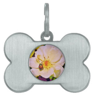 Médaillons Pour Animaux Domestiques Le scarabée japonais sur la rose blanche