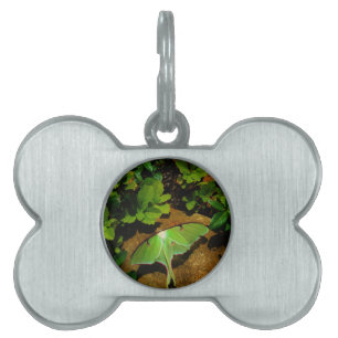 Médaillons Pour Animaux Domestiques Luna verte géante