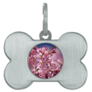 Médaillons Pour Animaux Domestiques Sakura Cherry Blossoms embrassés par Sunlight