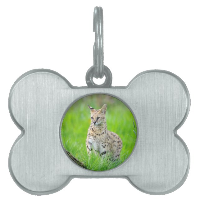 Médaillons Pour Animaux Domestiques Serval dans l'herbe (Devant)