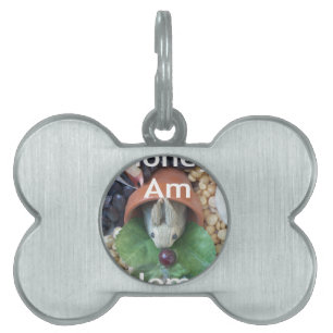 Médaillons Pour Animaux Domestiques Snacking de lapin mignon