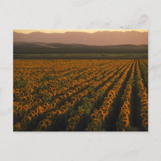 MeddockPhoto_PostCard_Art Postcard