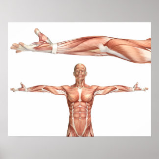 medical figure showing elbow supination poster