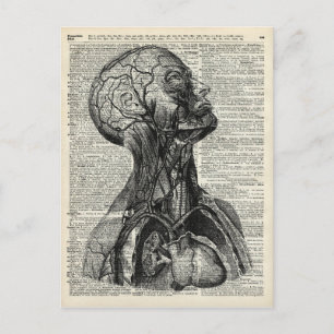Medical Human Anatomy Postcard