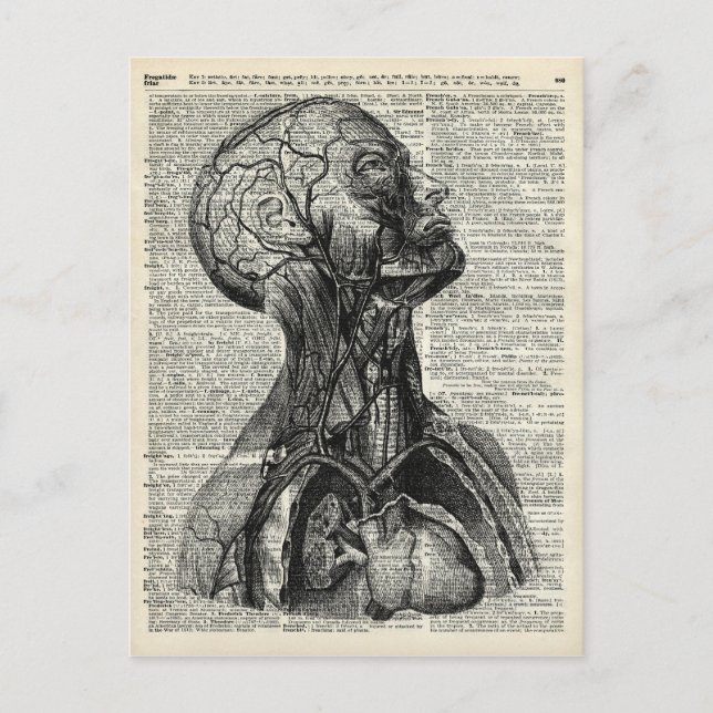 Medical Human Anatomy Postcard (Front)