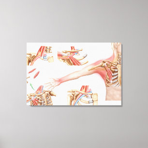 Medical Illustration Detailing Thoracic Outlet Canvas Print