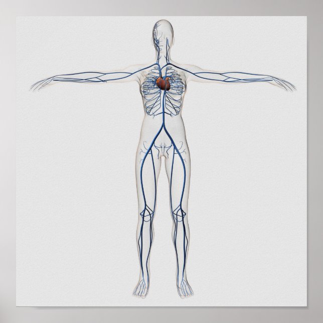 Medical Illustration: Female Circulatory System 1 Poster (Front)