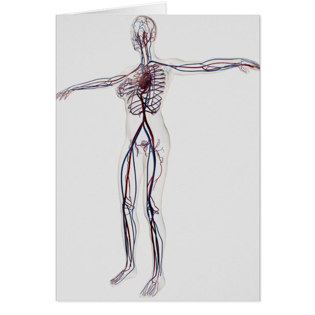 Medical Illustration: Female Circulatory System 2 (Front)