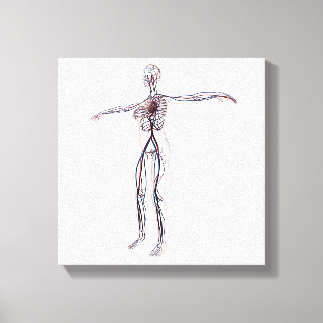 Medical Illustration: Female Circulatory System 2 Canvas Print (Front)