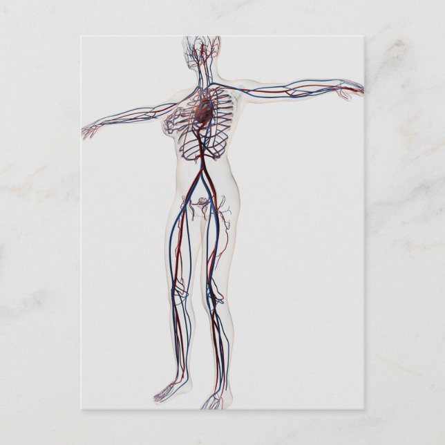 Medical Illustration: Female Circulatory System 2 Postcard (Front)