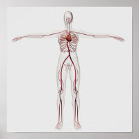 Medical Illustration: Female Circulatory System 3