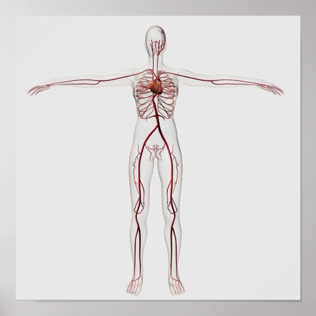 Medical Illustration: Female Circulatory System 3 Poster (Front)
