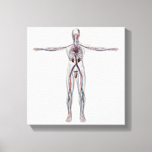 Medical Illustration: Male Reproductive System 1 Canvas Print