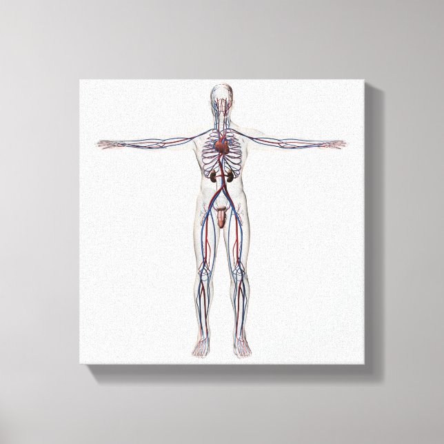 Medical Illustration: Male Reproductive System 1 Canvas Print (Front)