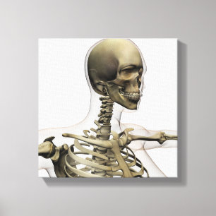 Medical Illustration Of A Woman'S Skull And Canvas Print