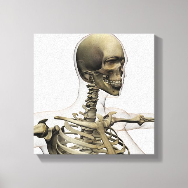 Medical Illustration Of A Woman'S Skull And Canvas Print (Front)