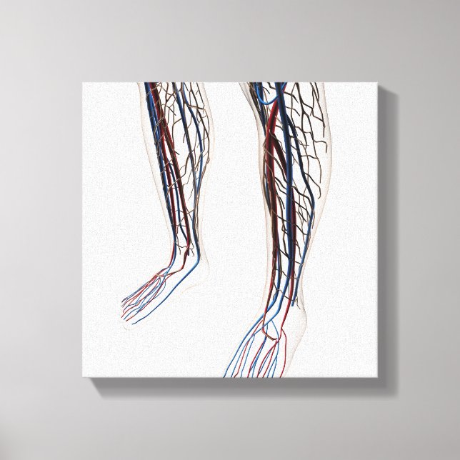 Medical Illustration Of Arteries 3 Canvas Print (Front)