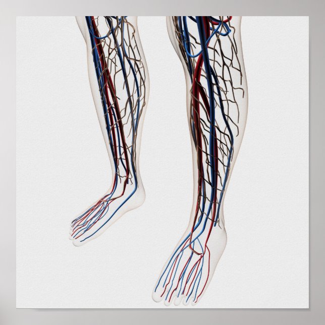 Medical Illustration Of Arteries 3 Poster (Front)