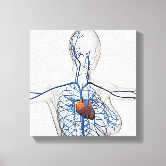 Medical Illustration Of Circulatory System Canvas Print (Front)