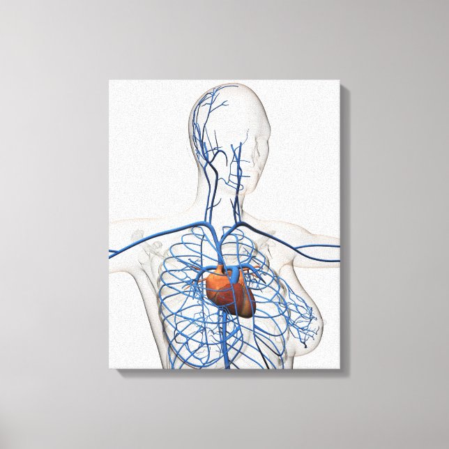 Medical Illustration Of Circulatory System Canvas Print (Front)