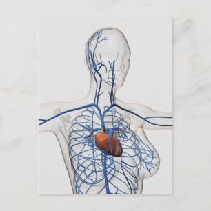 Medical Illustration Of Circulatory System Postcard