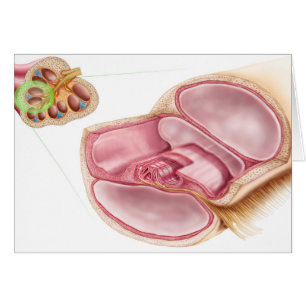 Medical Illustration Of Endolymph