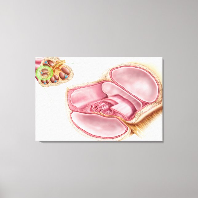 Medical Illustration Of Endolymph Canvas Print (Front)