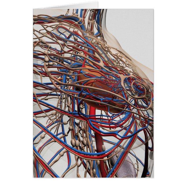 Medical Illustration Of Female Breast Arteries (Front)