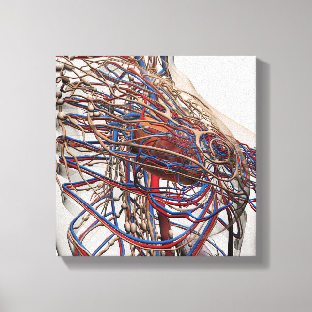 Medical Illustration Of Female Breast Arteries Canvas Print (Front)