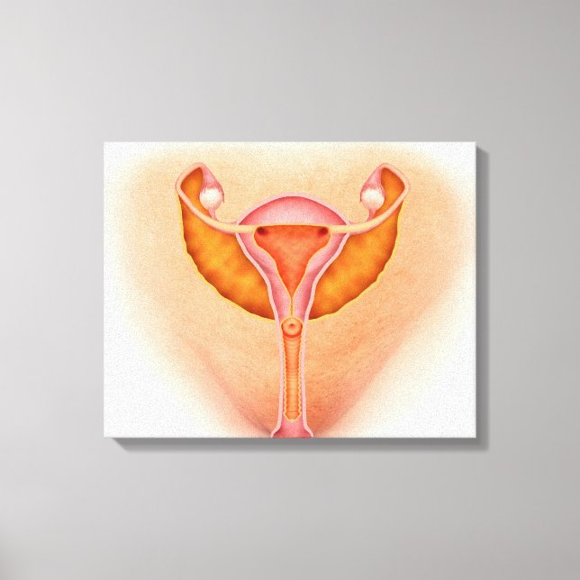 Medical Illustration Of Female Genital Organs 1 Canvas Print (Front)