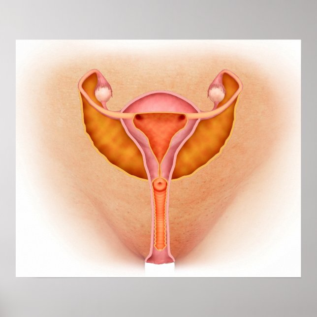 Medical Illustration Of Female Genital Organs 1 Poster (Front)