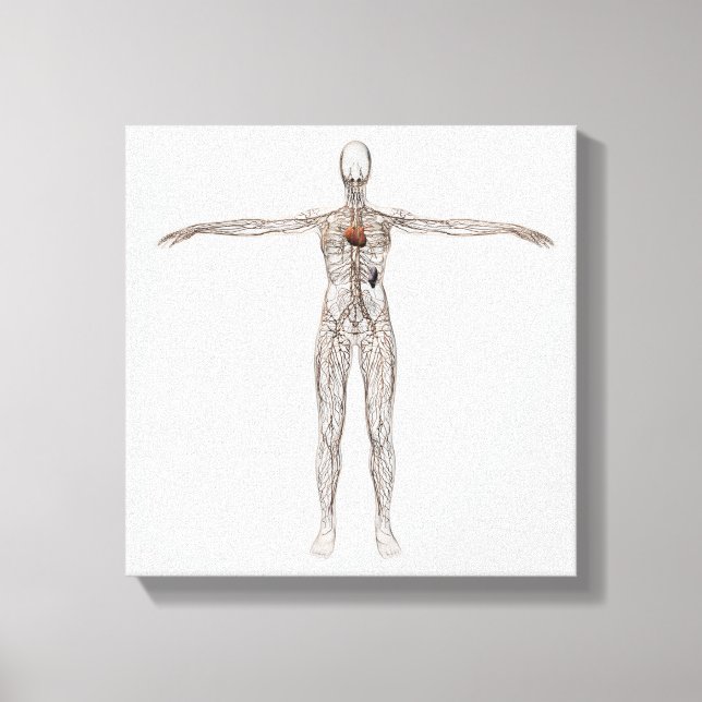 Medical Illustration Of Female Lymphatic System Canvas Print (Front)