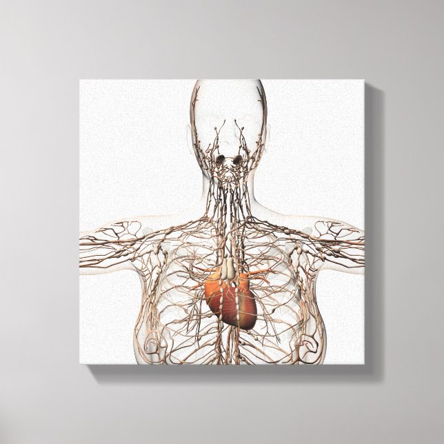 Medical Illustration Of Female Lymphatic System Canvas Print (Front)