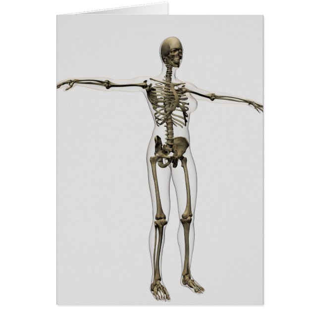 Medical Illustration Of Full Female Skeleton (Front)