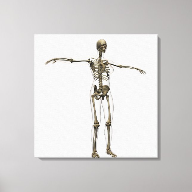Medical Illustration Of Full Female Skeleton Canvas Print (Front)